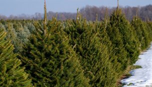 Christmas tree lot with snow on ground